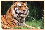 Tiger Tour India,  Pilibhit Tour Operator,  Reserve Tiger Tour,  Indian T