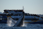 Manly Whale Watching