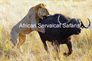 Wildlife Migration Safaris  Serengeti Tanzania