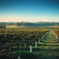 Hunter Valley Wine Tasting Tour