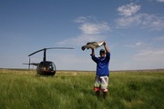 Heli Fishing Safaris by Lone Eagle Aviation