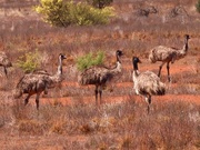 Adelaide day tours 