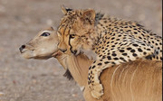 Kenya Safari Tours